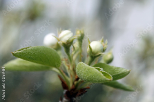 Weiße Knospen und Blüten im Frühling