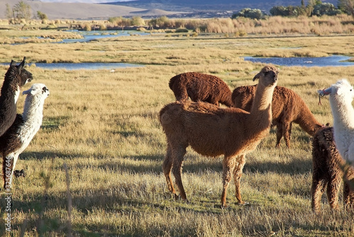 The llamas at the lagoon near the Pucara de La Alumbrera at the Puna de Atacama  Argentina