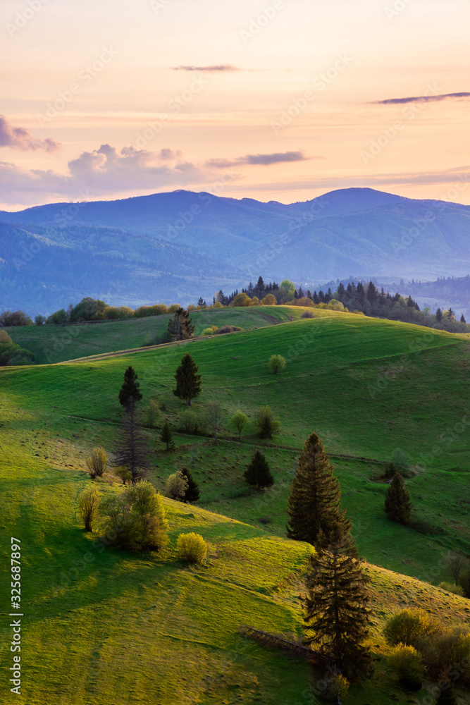 mountainous countryside in springtime at dusk. trees on the rolling hills. ridge in the distance. clouds on the sky. sunny rural landscape of carpathians