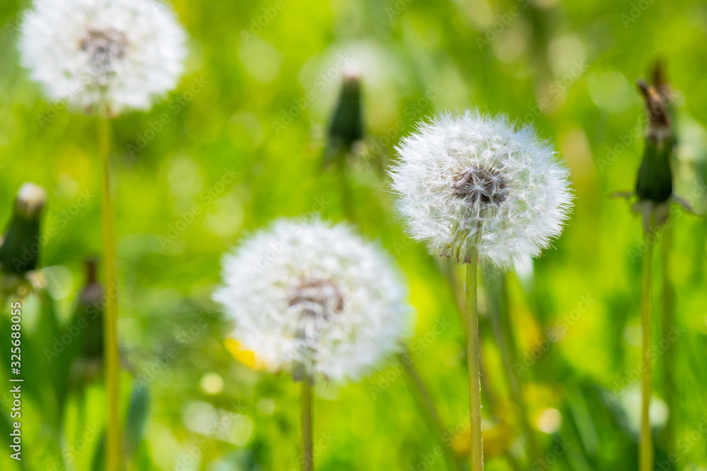 white fluffy dandelions in the tall green grass. beautiful nature background white fluffy dandelions in the tall green grass. beautiful nature background