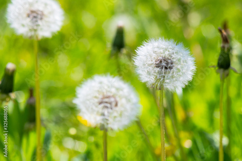 white fluffy dandelions in the tall green grass. beautiful nature background