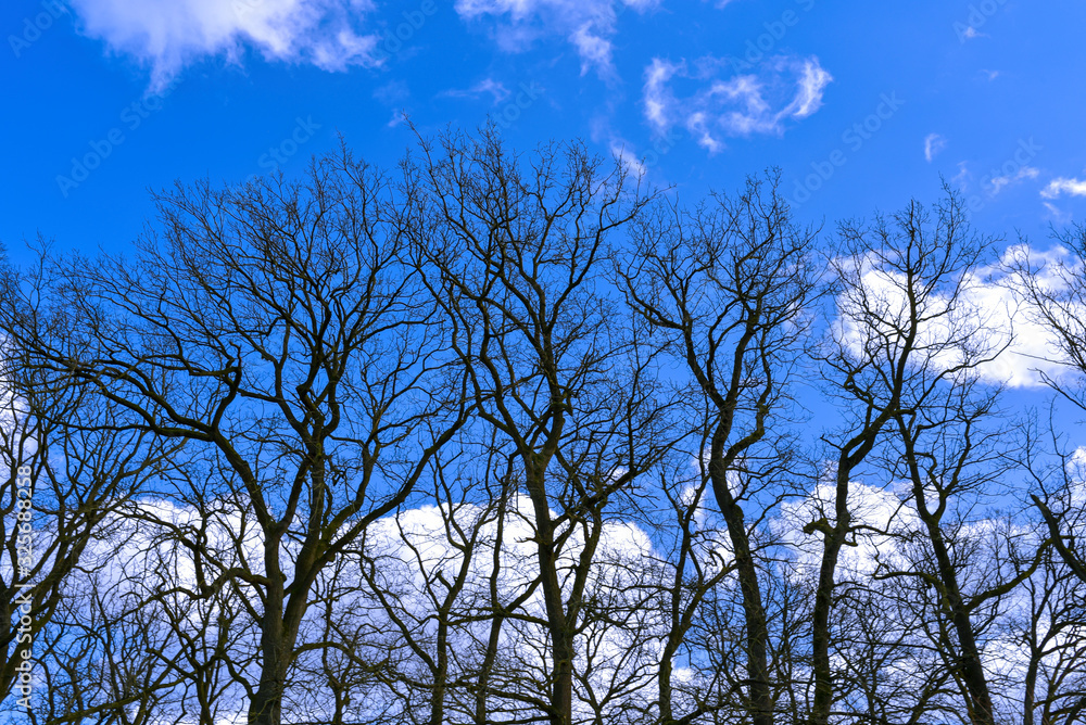 Bäume Baumkronen kahl blauer Himmel Wolken Winter ohne Laub Bäume Baumkronen kahl blauer Himmel Wolken Winter ohne Laub