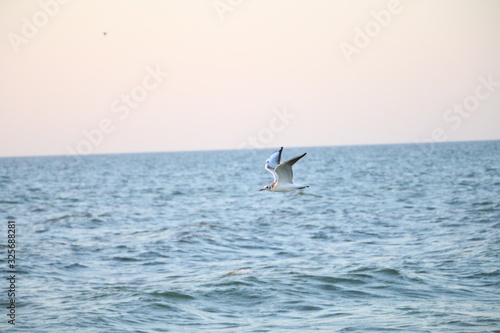 A white seagull flies over the blue sea, south where it is warm