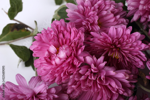 Pink chrysanthemums background