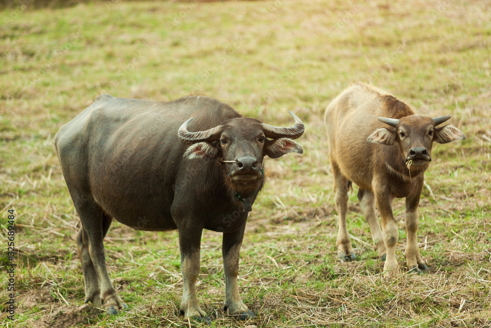 Two buffalo stands smiling at the dry grass field. Two buffalo stands smiling at the dry grass field.
