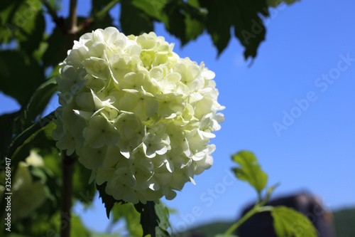 Buldenezh blossom. White flowers