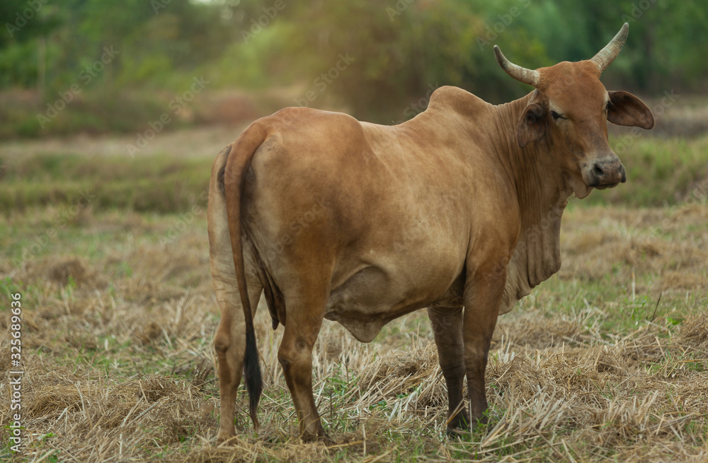 A large brown cow stands in a dry, dry grassland. A large brown cow stands in a dry, dry grassland.
