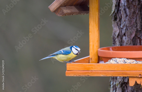 Close up Eurasian blue tit, Cyanistes caeruleus bird perched on the bird feeder table with sunflower seed. Bird feeding concept. Selective focus.