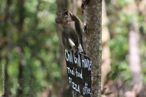 Chillout Bar Werbung mit Affen 