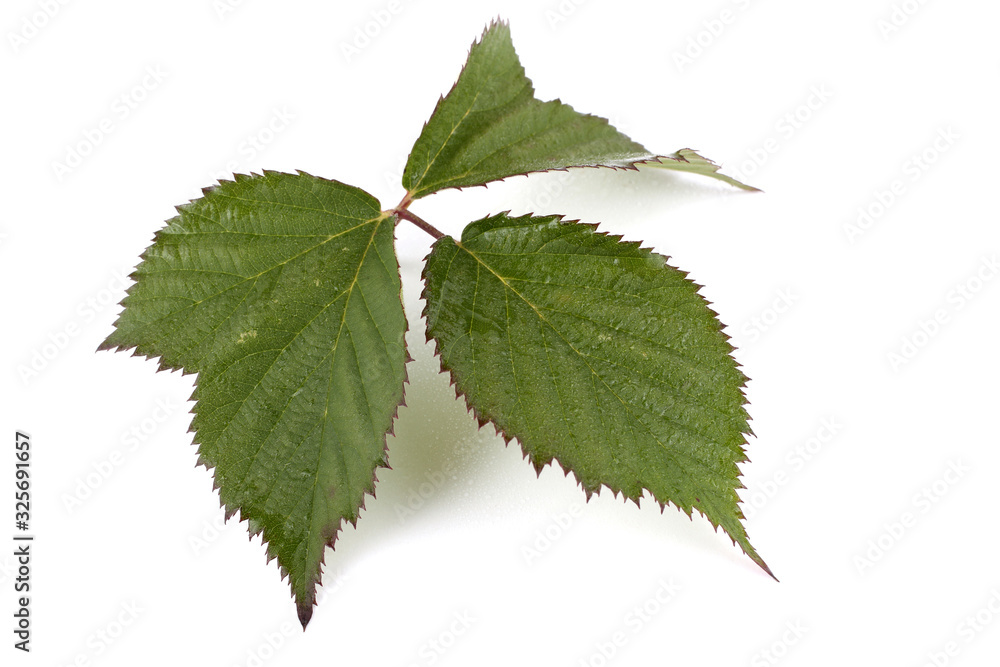 Blackberry leaf isolated on white Blackberry leaf isolated on white