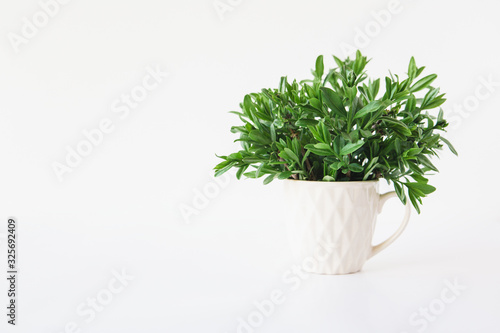 Green leaves in a cup.White background.Copy space.Mockup for design.Minimalism