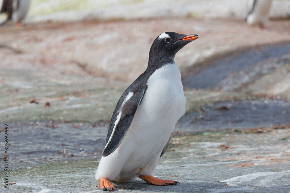 Naklejka premium One subantarctic penguin on stone beach. Antarctic Peninsula, Antarctica