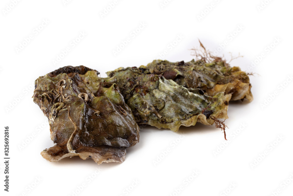 Oysters isolated on white Oysters isolated on white