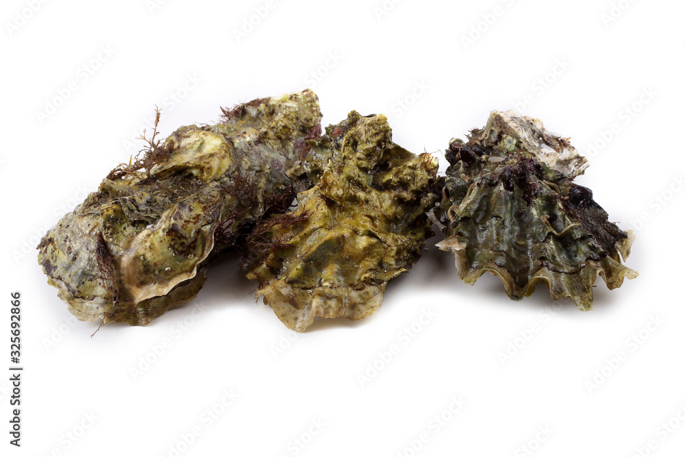 Oysters isolated on white Oysters isolated on white