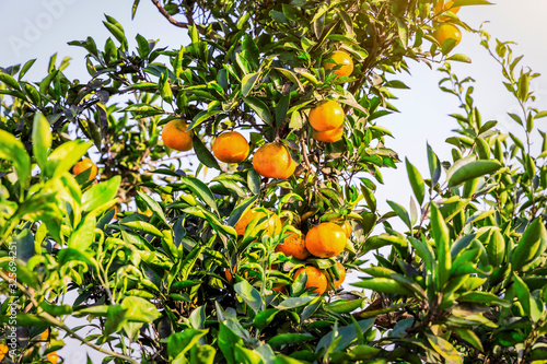 Delicious oranges in autumn orchard