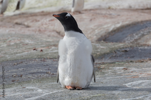 One subantarctic penguin on stone beach. Antarctic Peninsula  Antarctica