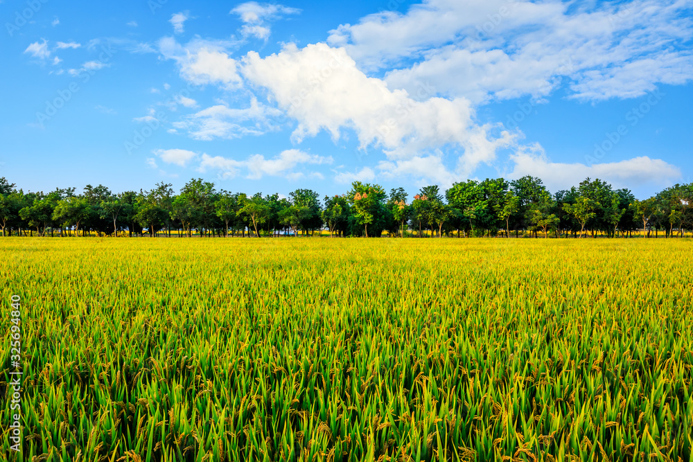 Rice growing in the field in autumn Rice growing in the field in autumn
