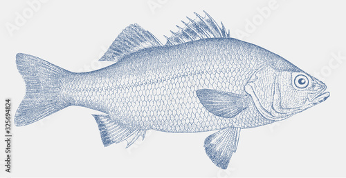 White perch morone americana, freshwater fish from North America in side view