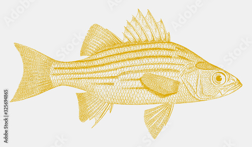 Yellow bass, morone mississippiensis, a freshwater fish from the united states in side view photo