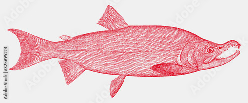 Male spawning-phase sockeye salmon oncorhynchus nerka, a fish from the Northern Pacific Ocean