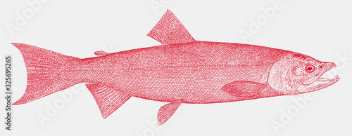 Female sockeye salmon, oncorhynchus nerka, a fish from the Northern Pacific Ocean in side view