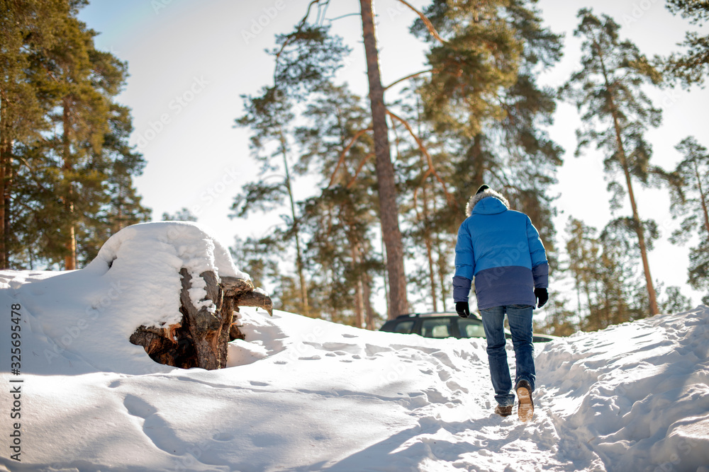 Beautiful winter day, pine tree forest,man standing backwards and watching nature. Beautiful winter day, pine tree forest,man standing backwards and watching nature.