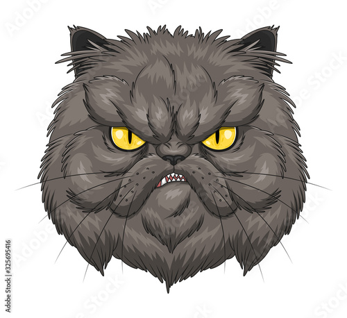 Angry Persian cat face
