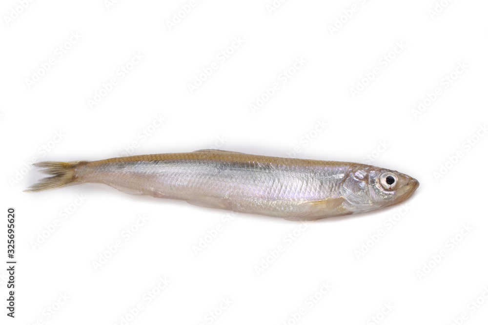 Smelt fish isolated on white. Pacific smelt variety Smelt fish isolated on white. Pacific smelt variety