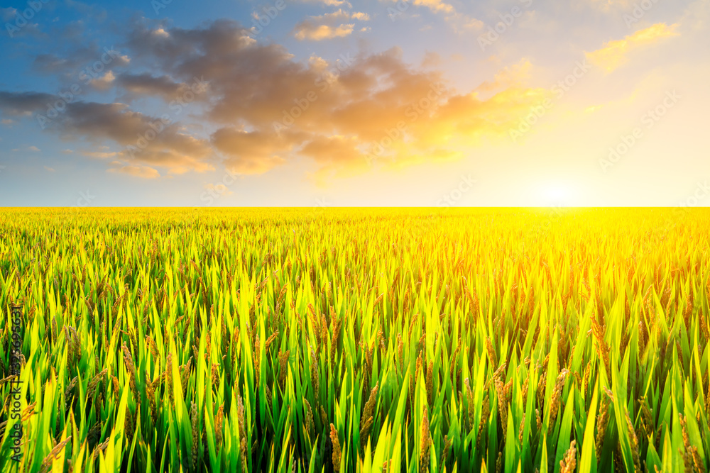 Ripe rice in farmland at dusk in autumn Ripe rice in farmland at dusk in autumn
