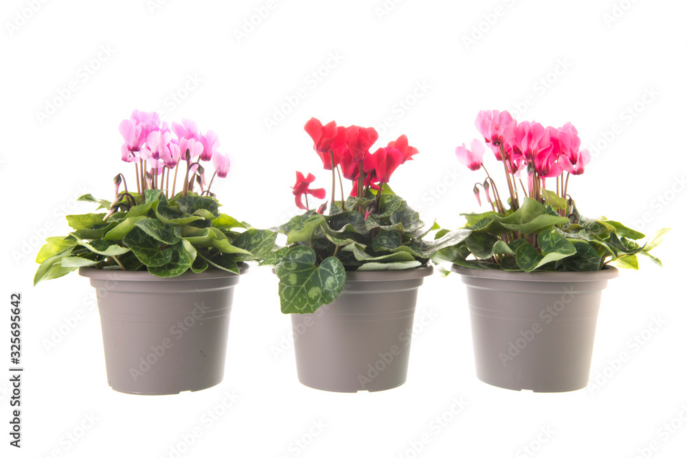 Red and pink Cyclamen