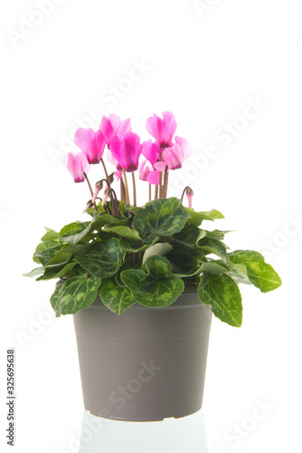 Red and pink Cyclamen