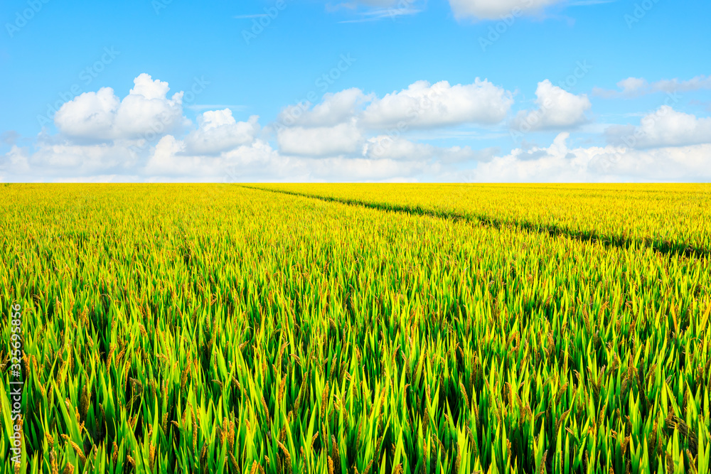 Rice growing in the field in autumn Rice growing in the field in autumn