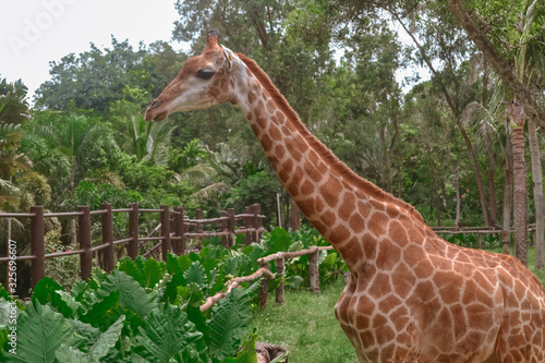 Giraffe in wildlife Sanya Hainan China