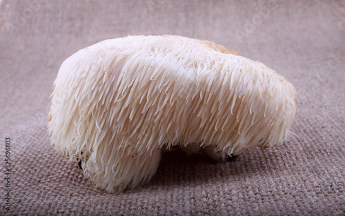 Hericium erinaceus mushroom (monkey head mushroom, bearded tooth fungus, bearded hedgehog mushroom, pom pom, lion's mane mushroom)