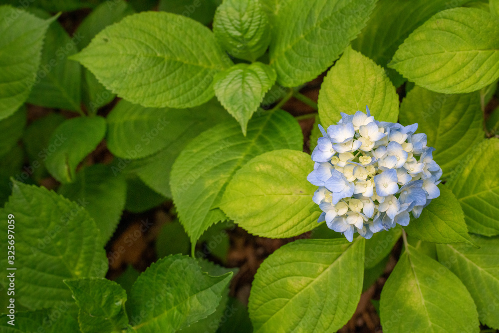 紫陽花 紫陽花