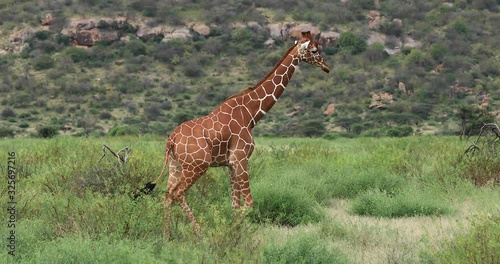 A giraffe walks in the savannah