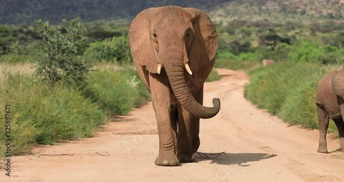 An elephant walks right on us