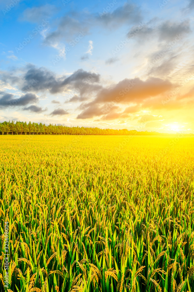 Field of ripe rice at dusk