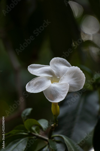 Flor blanca en fondo de naturaleza oscuro y desenfocado