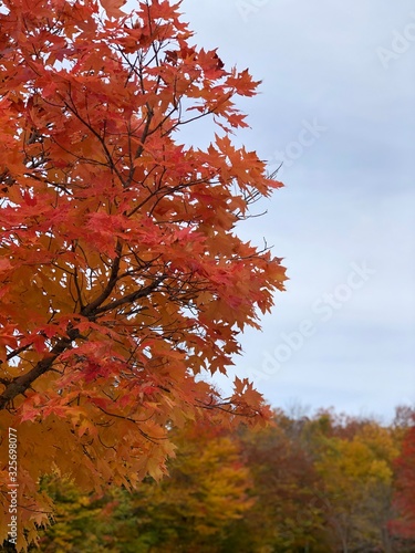 Tree in Autumn