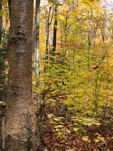 Autumn in the Forest