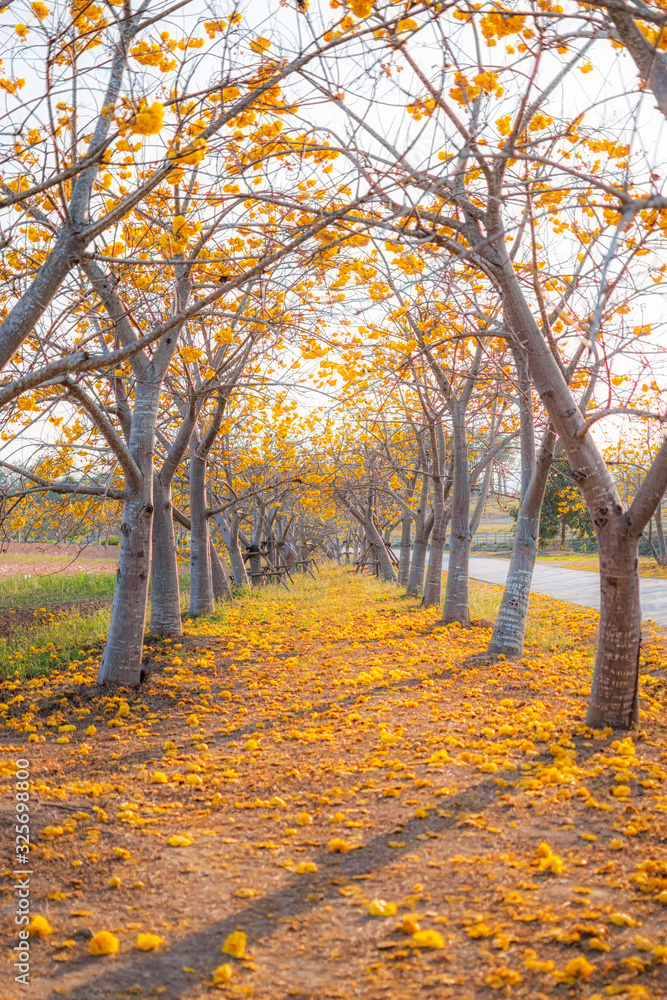 Beautiful yellow tree road at Singha Park, in Chiang Rai,Thailand. Beautiful yellow tree road at Singha Park, in Chiang Rai,Thailand.