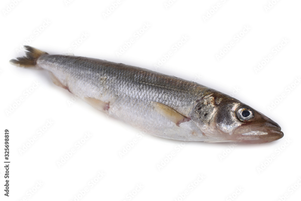 Smelt fish isolated on white. (Big Pacific smelt - Osmerus mordax) Smelt fish isolated on white. (Big Pacific smelt - Osmerus mordax)
