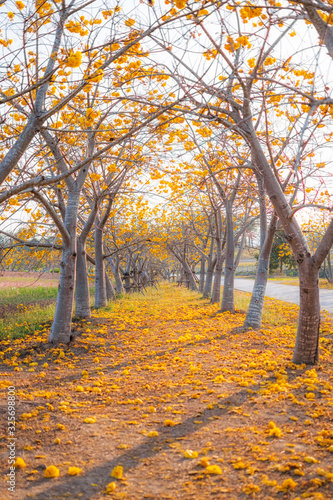 Beautiful yellow tree road at Singha Park  in Chiang Rai Thailand.