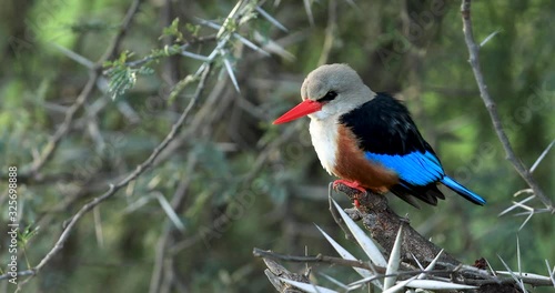 Gray-headed Kingfisher waits on a branch