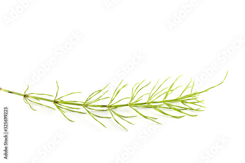 Horsetail isolated on white