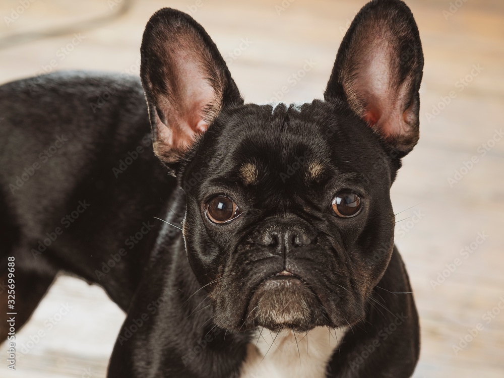 Close-up of a black french bulldog looking at the camera