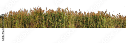 The Red grass. The Giant reed.The Great reed.Bulrush, Cattail, Cat-tail, Elephant grass, Flag, Narrow-leaved Cat-tail, Narrowleaf cattail, Lesser reedmace, Reedmace tule , isolate on white background