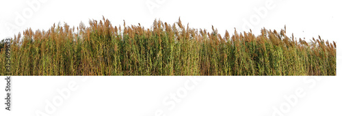 The Red grass. The Giant reed.The Great reed.Bulrush, Cattail, Cat-tail, Elephant grass, Flag, Narrow-leaved Cat-tail, Narrowleaf cattail, Lesser reedmace, Reedmace tule , isolate on white background photo