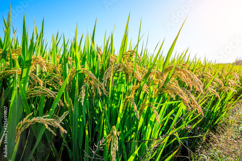 Rice growing in the field in autumn